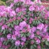 Rododendrony na przedmieściach: sadzenie i pielęgnacja, najlepsze odmiany